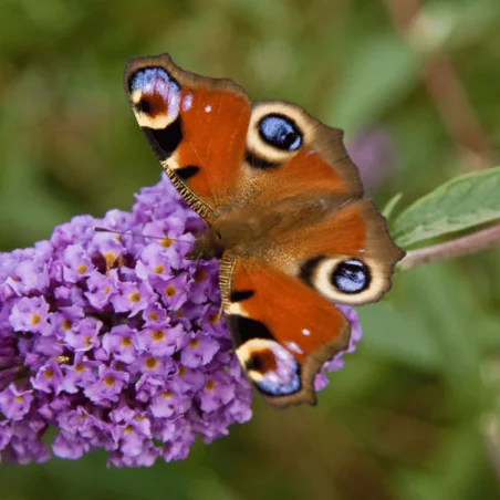 Buddleja Buzz CS15 - Liliac de vară