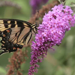 Buddleja Buzz CS15 - Liliac de vară