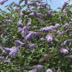 Buddleja Buzz CS15 - Liliac de vară