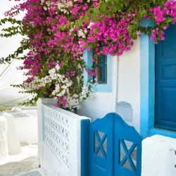 Bougainvillea Dania CS12 - Floare de hârtie