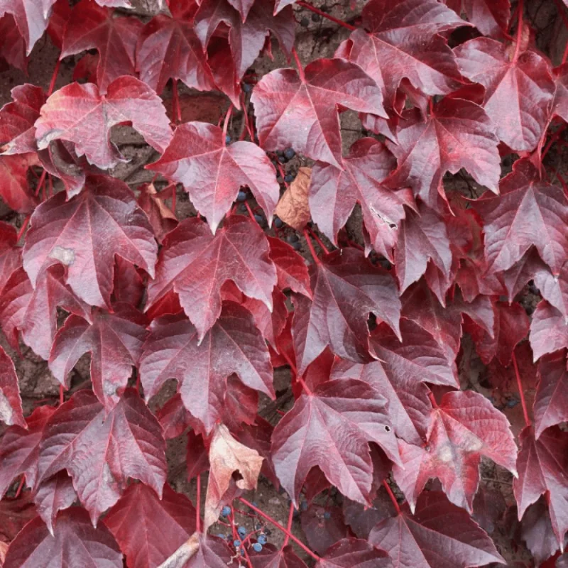 Parthenocissus tricuspidata Veitchii - Viță canadiană