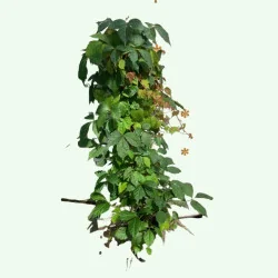 Parthenocissus tricuspidata Veitchii - Viță canadiană