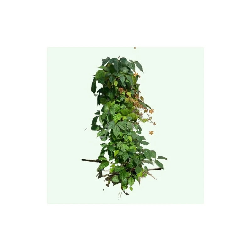 Parthenocissus tricuspidata Veitchii - Viță canadiană