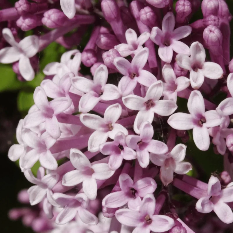Syringa meyeri Palibin MT70 - Liliac pitic tip pomișor