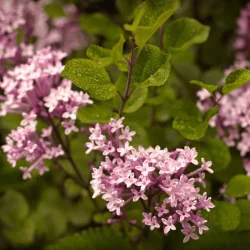 Syringa meyeri Palibin MT70 - Liliac pitic tip pomișor