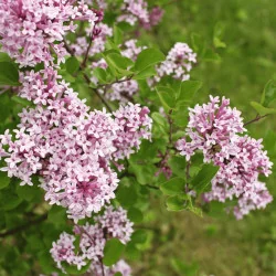 Syringa meyeri Palibin MT70 - Liliac pitic tip pomișor