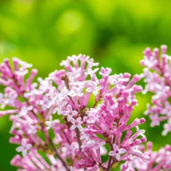Syringa meyeri Palibin MT70 - Liliac pitic tip pomișor