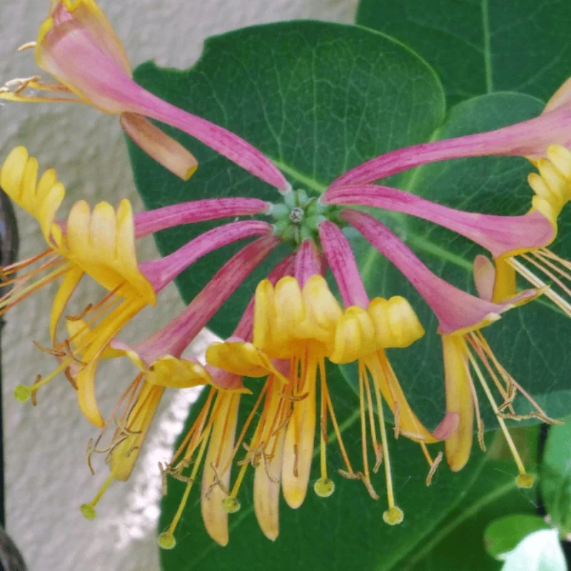 Lonicera heckrottii Goldflame - Caprifoi Hekrottii Goldflame