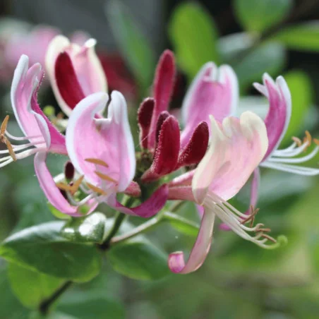 Lonicera periclymenum Belgica - Caprifoi Belgica