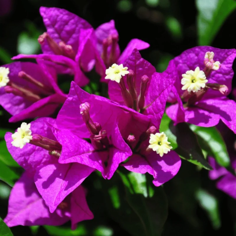 Bougainvillea XL - Floare de hârtie