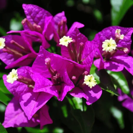 Bougainvillea XL - Floare de hârtie