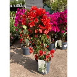 Bougainvillea XL - Floare de hârtie