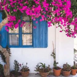 Bougainvillea XL - Floare de hârtie