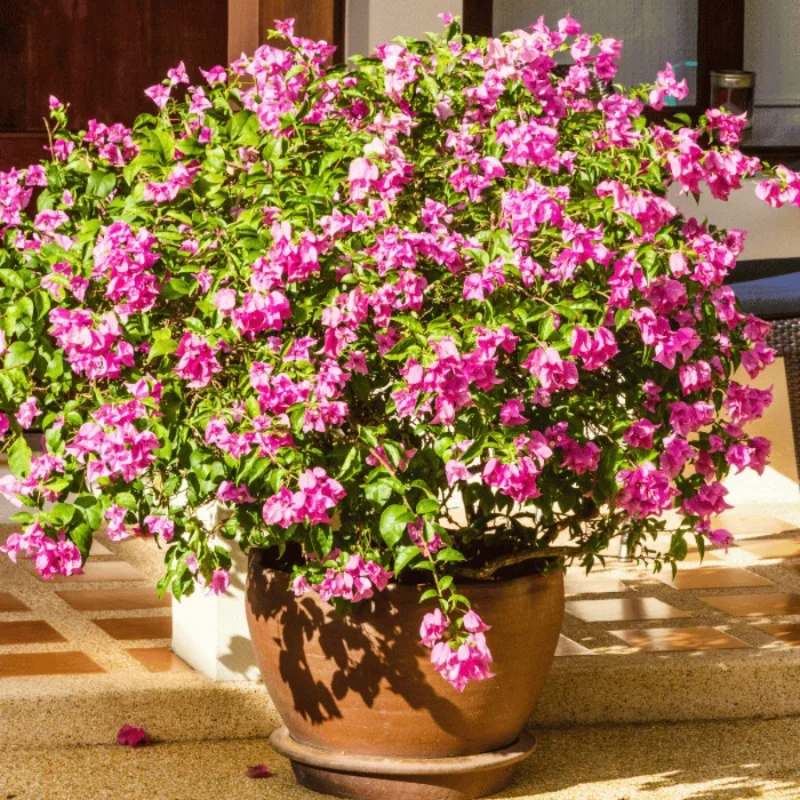 Bougainvillea XL - Floare de hârtie