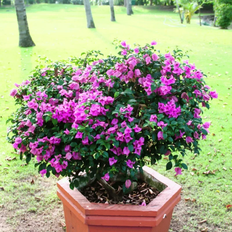 Bougainvillea XL - Floare de hârtie
