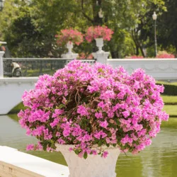 Bougainvillea XL - Floare de hârtie