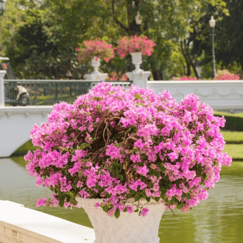 Bougainvillea XL - Floare de hârtie
