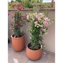 Bougainvillea XL - Floare de hârtie