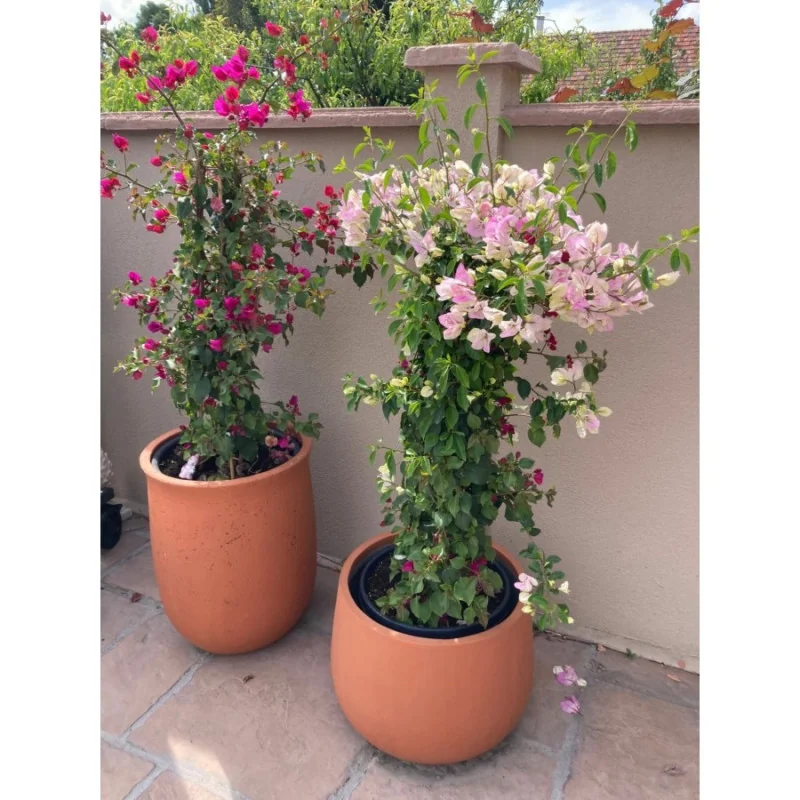 Bougainvillea XL - Floare de hârtie