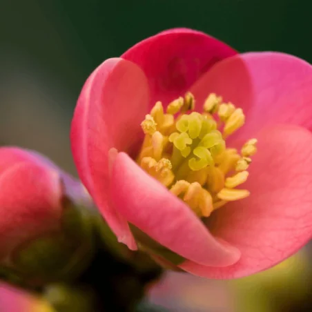 Chaenomeles japonica - Gutui japonez