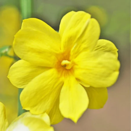 Jasminum nudiflorum - Iasomie de iarnă galbena mare 160 cm