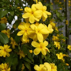 Jasminum nudiflorum - Iasomie de iarnă galbena mare 160 cm