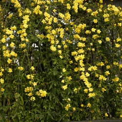 Jasminum nudiflorum - Iasomie de iarnă galbena mare 160 cm
