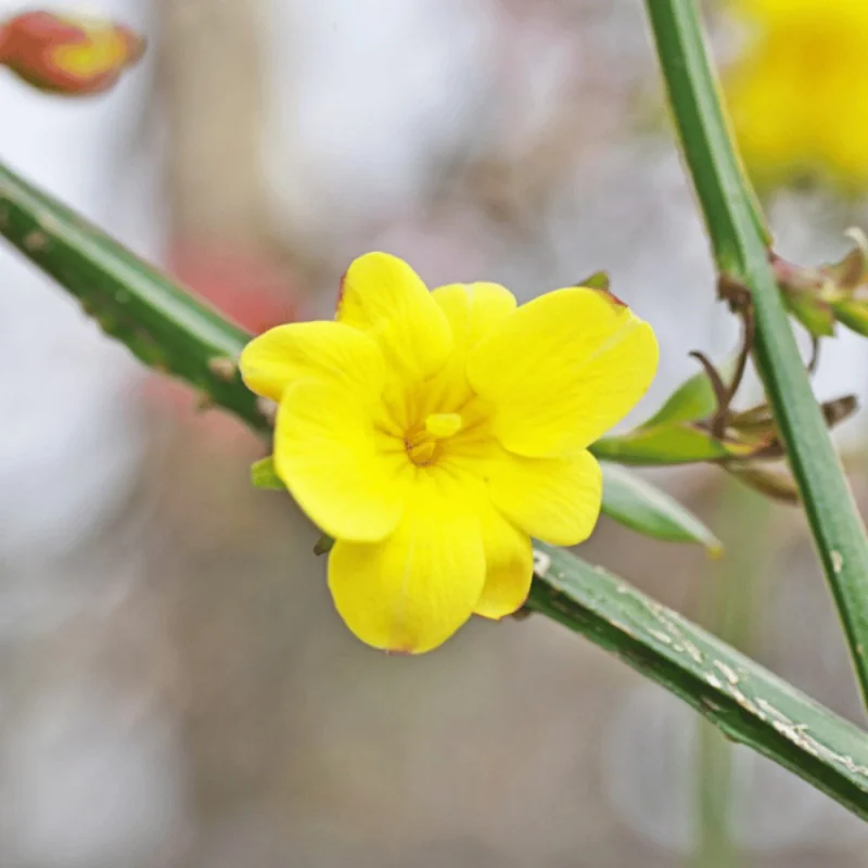 Jasminum nudiflorum - Iasomie de iarnă galbena mare 160 cm