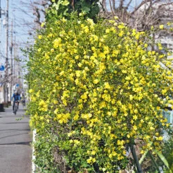 Jasminum nudiflorum - Iasomie de iarnă galbena mare 160 cm