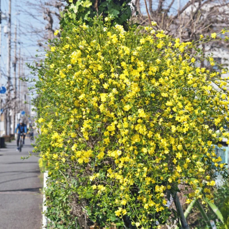 Jasminum nudiflorum - Iasomie de iarnă galbena mare 160 cm