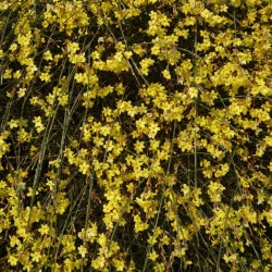 Jasminum nudiflorum - Iasomie de iarnă galbena mare 160 cm
