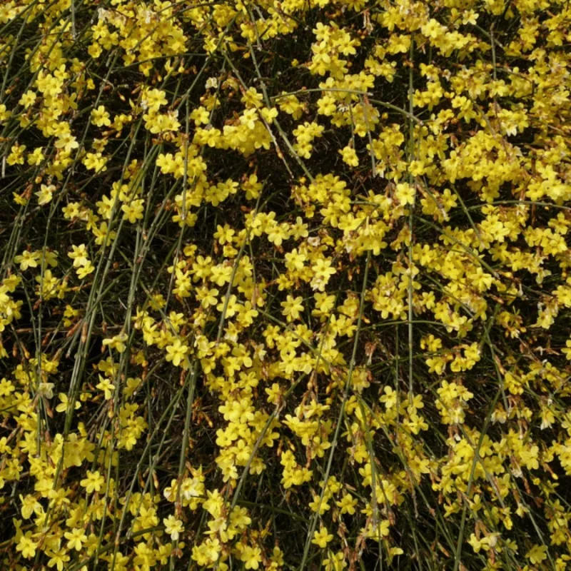 Jasminum nudiflorum - Iasomie de iarnă galbena mare 160 cm
