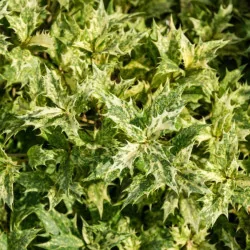 Osmanthus tricolor Goshiki – Arbust Perennial cu Frunziș Tricolor
