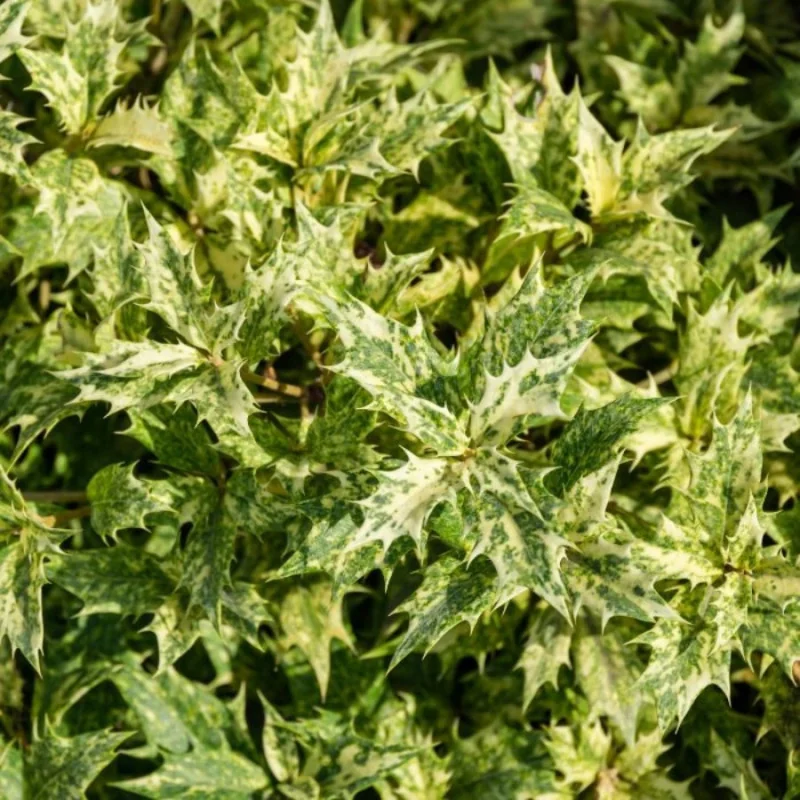 Osmanthus tricolor Goshiki – Arbust Perennial cu Frunziș Tricolor