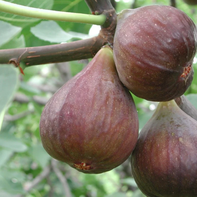 Ficus carica Bagladi - Smochin