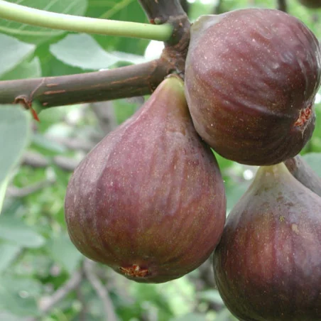 Ficus carica Bagladi - Smochin