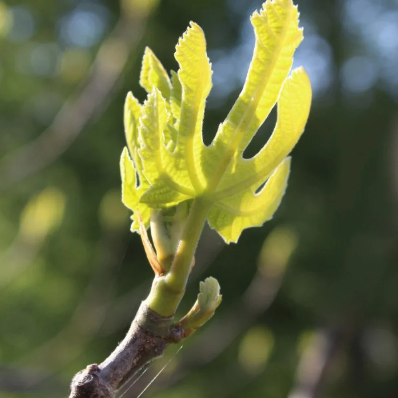 Ficus carica Bagladi - Smochin