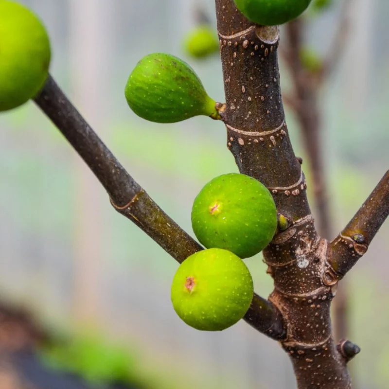 Ficus carica Bagladi - Smochin