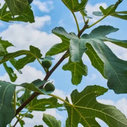 Ficus carica Bagladi - Smochin