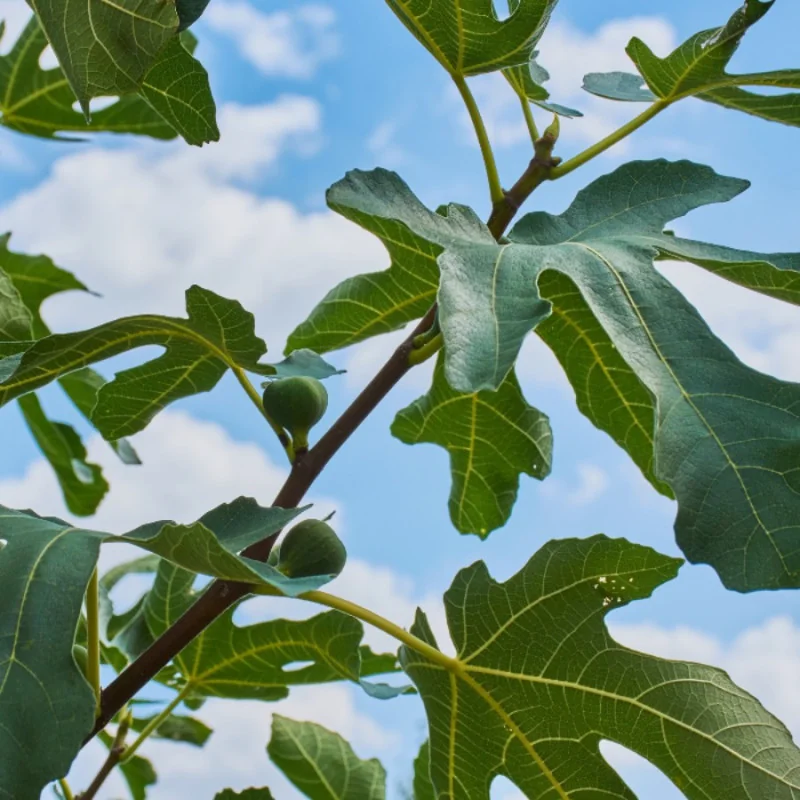 Ficus carica Bagladi - Smochin