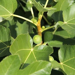 Ficus carica Bagladi - Smochin