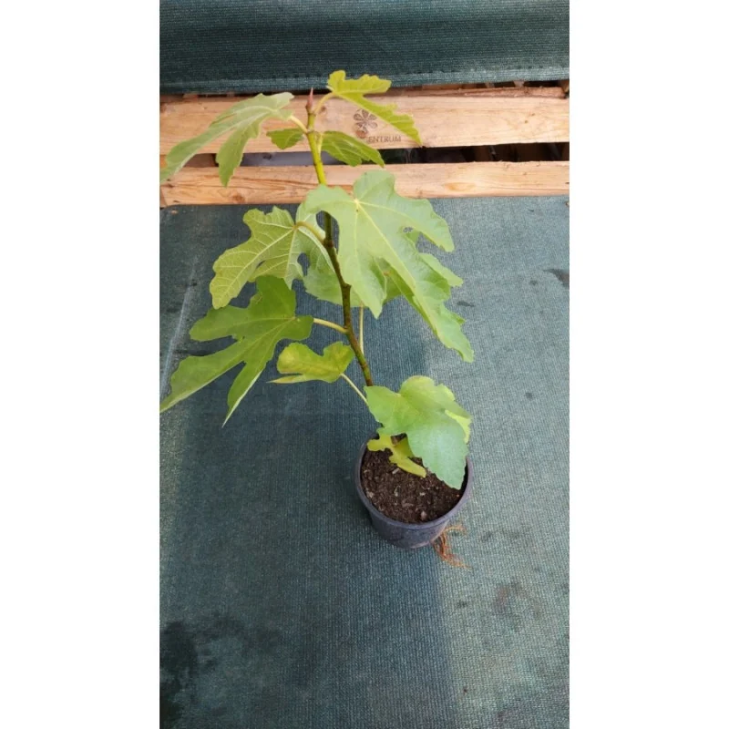 Ficus carica Bagladi - Smochin