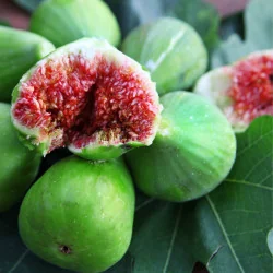 Ficus carica Bagladi - Smochin