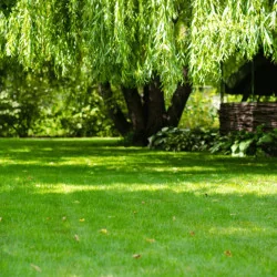 Semințe de gazon ICL LANDSCAPER PRO SUN & SHADE 5kg