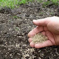 Amestec de semințe de iarbă Agro-Largo pentru reînnoire 1kg