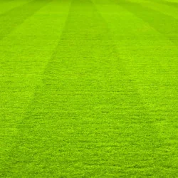 Semințe de gazon LANDSCAPER PRO Rapid 5 kg