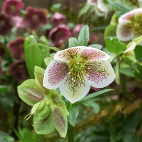 Helleborus orientalis MIX - Trandafir de iarnă