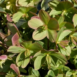 Helleborus orientalis MIX - Trandafir de iarnă