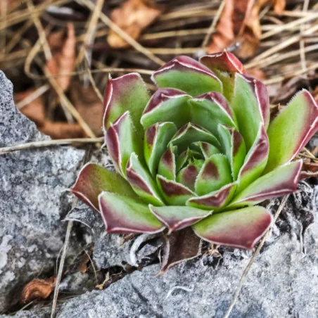 Sempervivum species - Urechelniță