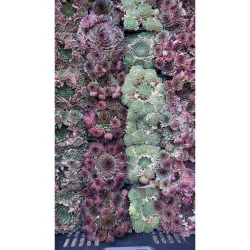 Sempervivum species - Urechelniță